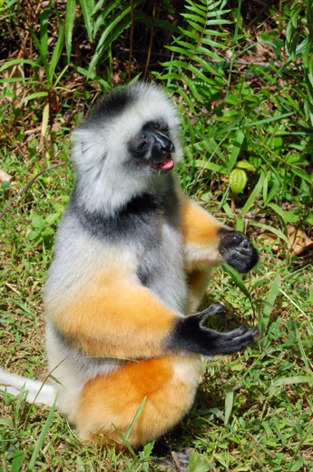 Diademed Sifaka
