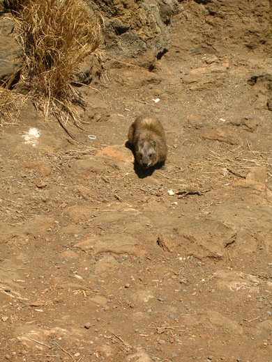 HYRAX (2)