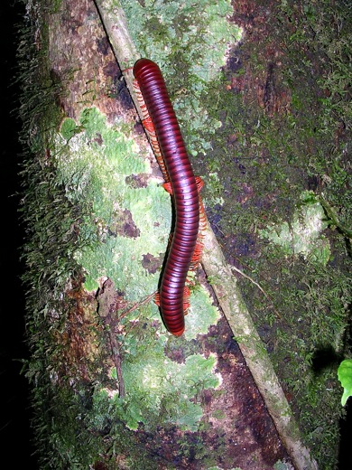 millipede