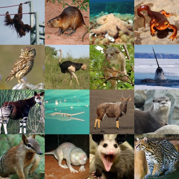 n-o animals