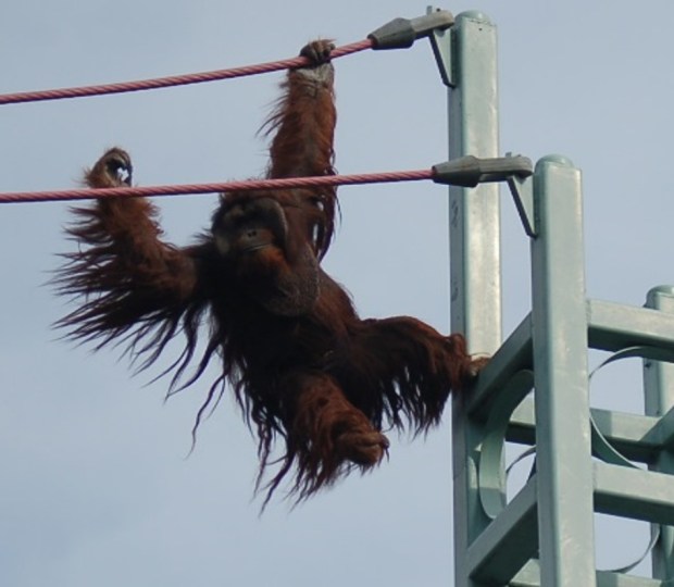 orangutan2