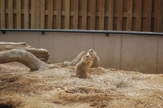 prairie dogs